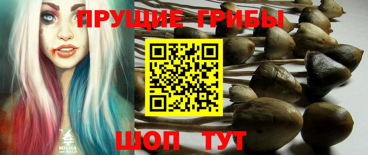 Псилоцибиновые грибы Cubensis  Вход с VPN  Курган  Псилоцибиновые грибы Psilocybine cubensis 